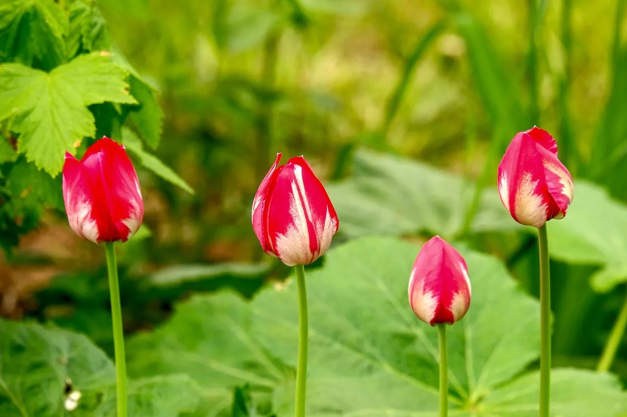 Vibrant Red Tulips: A Burst of Spring Beauty