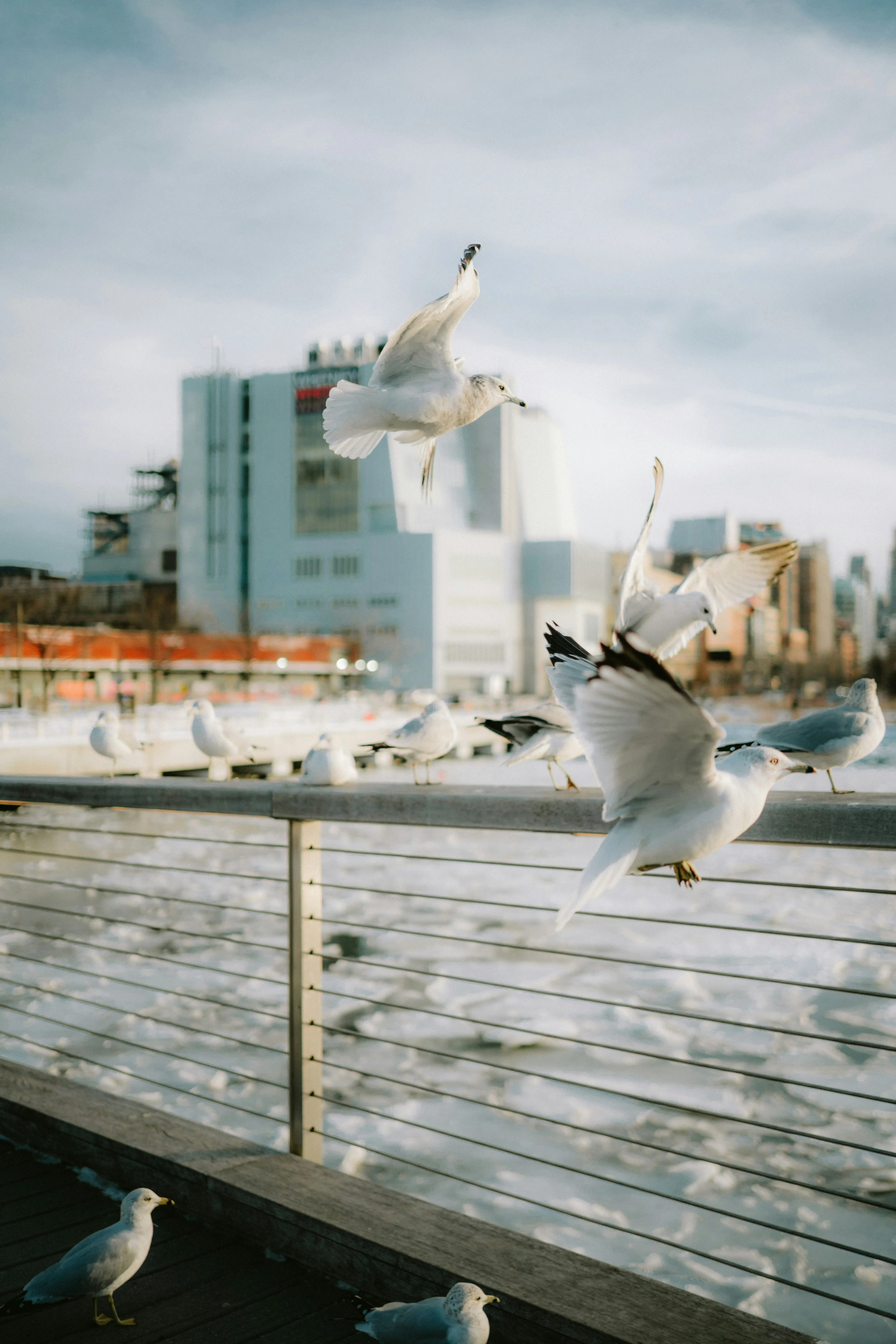 Dynamic Waterfront: Gulls Soaring Above Cityscapes