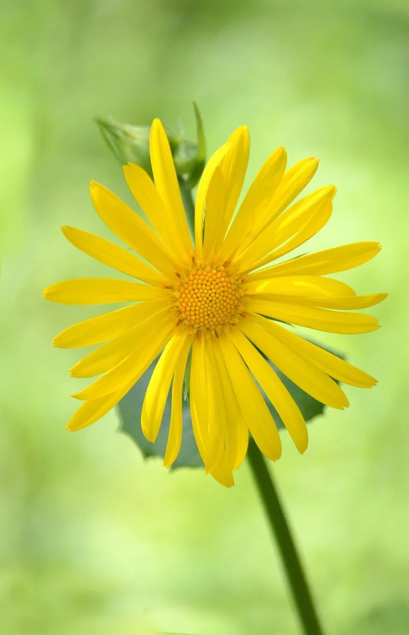 Vibrant Yellow Gamswurzen Blossom: A Touch of Spring