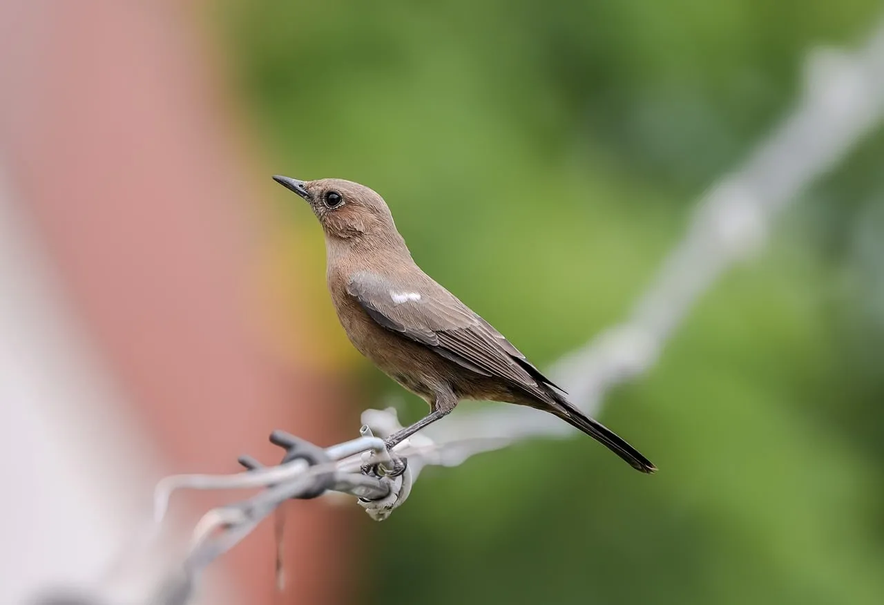 Charming Thrush Perched on Wire Fence in Summer