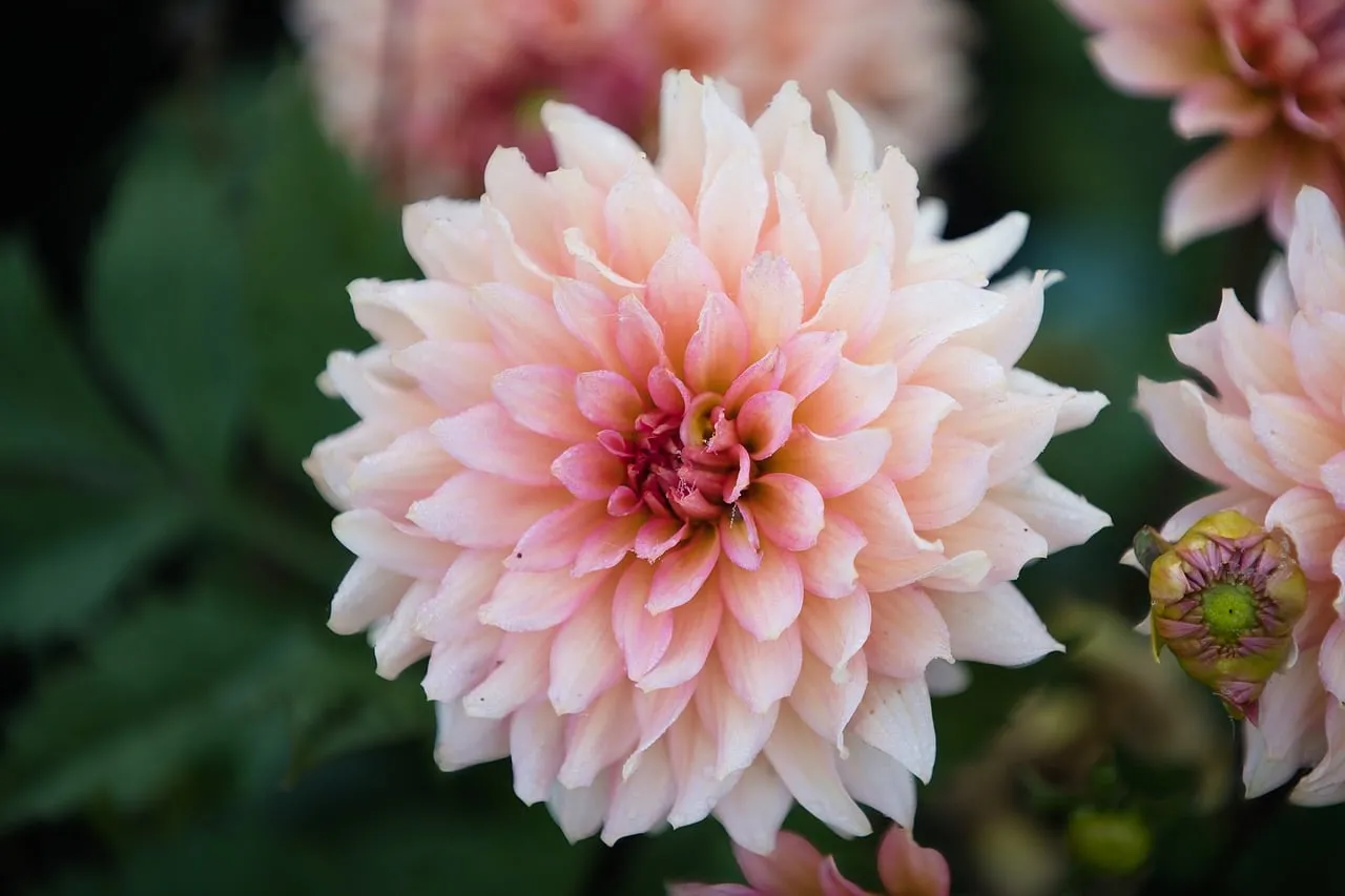 Stunning Pink Dahlia: A Garden's Springtime Gem