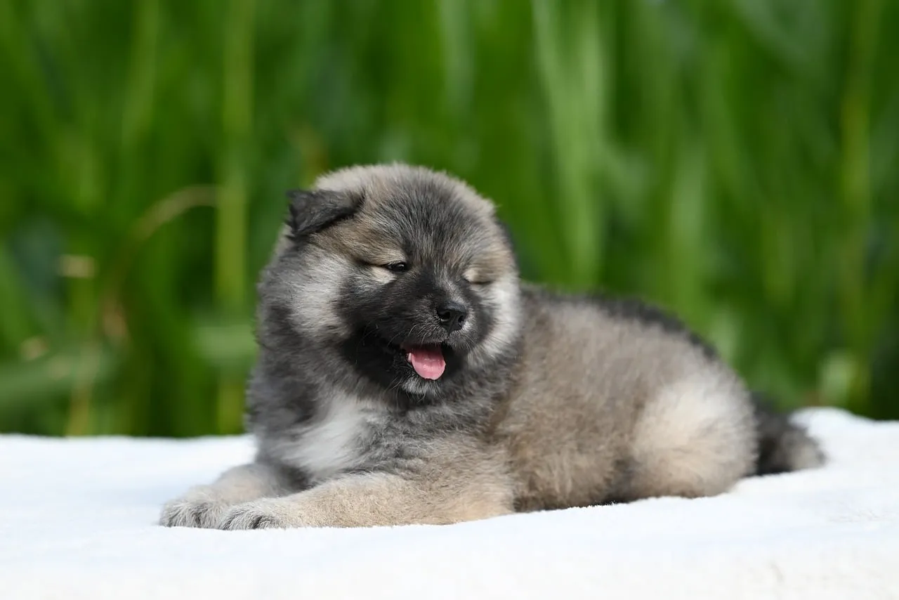 Adorable Eurasier Puppy Dreaming Peacefully Outdoors