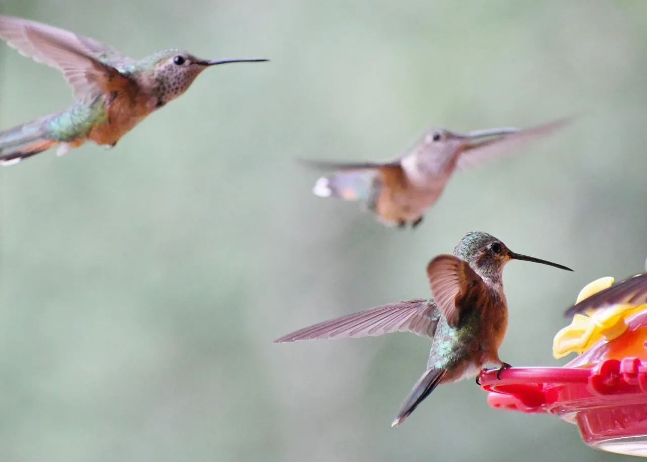 Vibrant Hummingbirds: Dynamic Flight and Nectar Feast