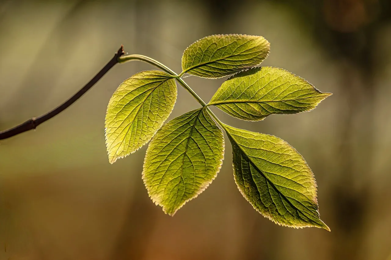 Vibrant Spring Leaves: Nature's Macro Beauty in Sunlight