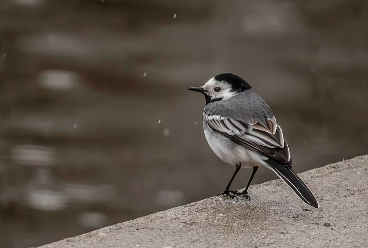 Charming White Wagtail: Urban Solitude on an Overcast Day
