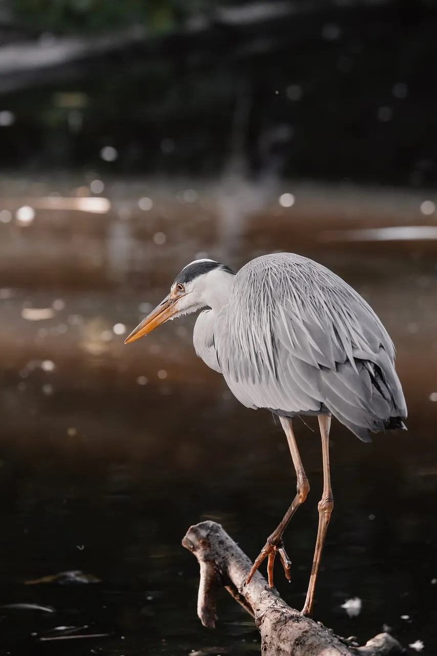 Elegant Grey Heron: Tranquil Wildlife Wallpaper