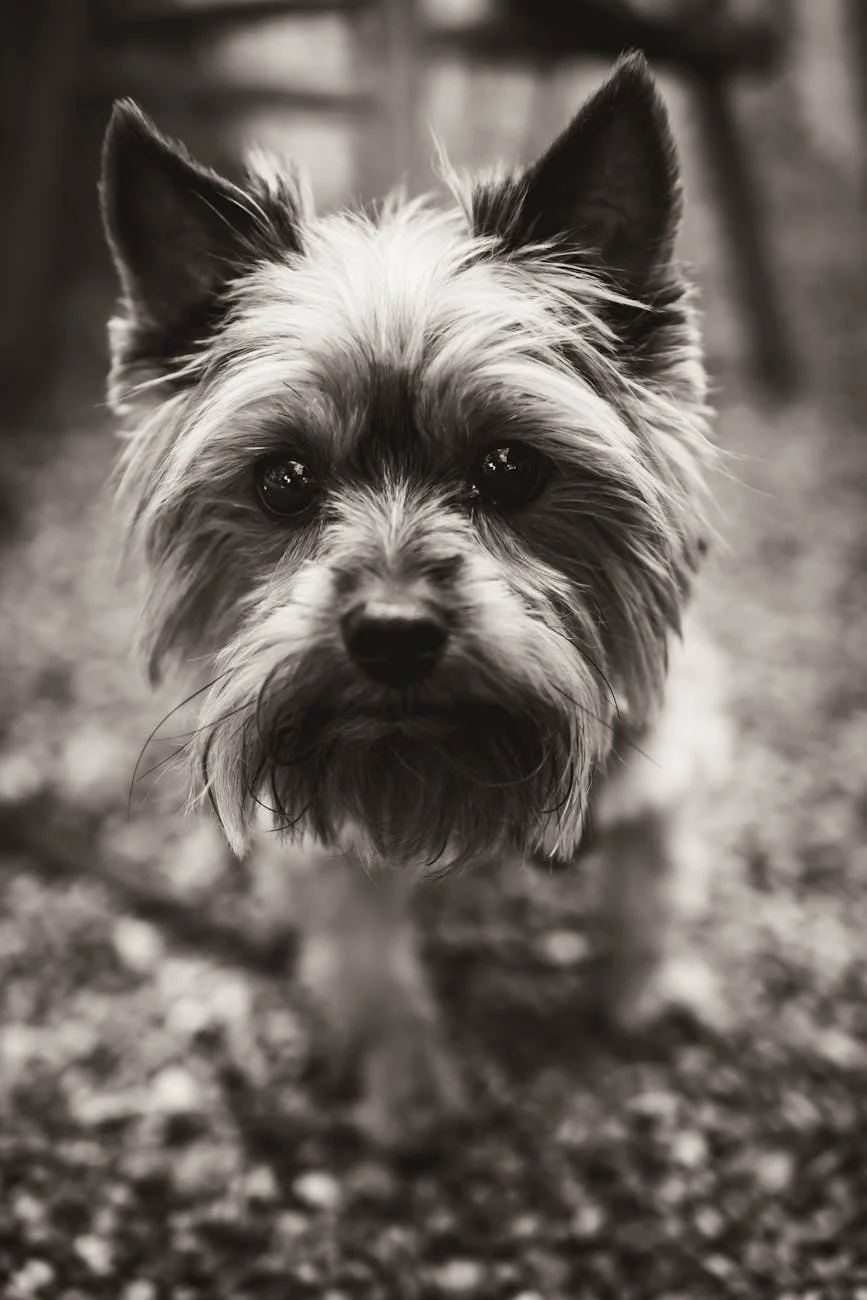 Intimate Yorkshire Terrier Portrait: Expressive Eyes in B&W