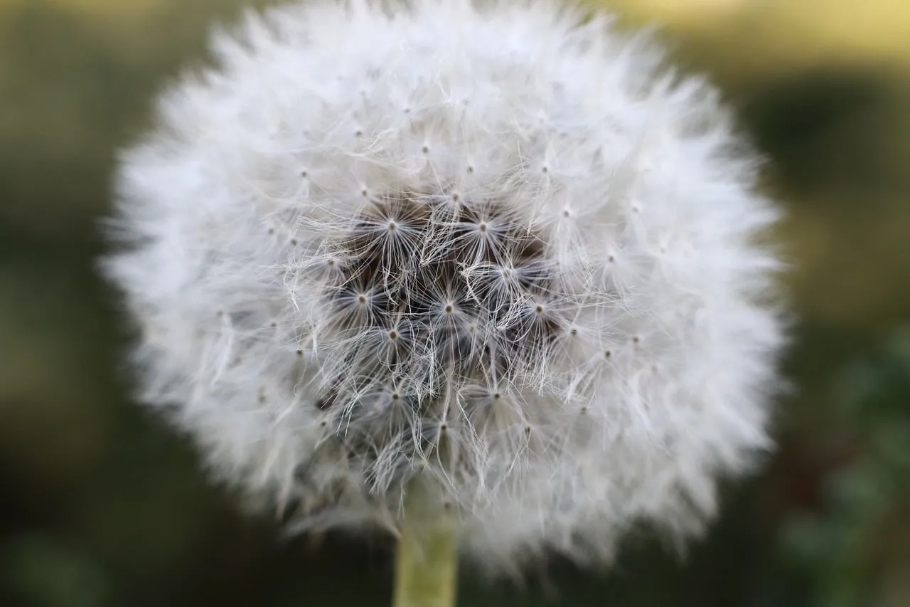 Delicate Dandelion: Nature's Whispers in Macro Detail