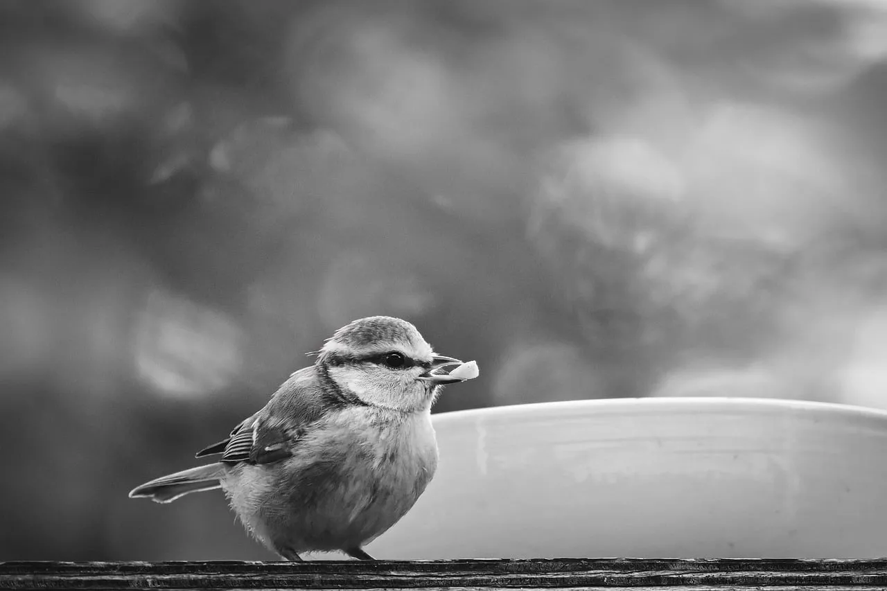 Charming Monochrome Bird Portrait: Autumn Feeder Snack