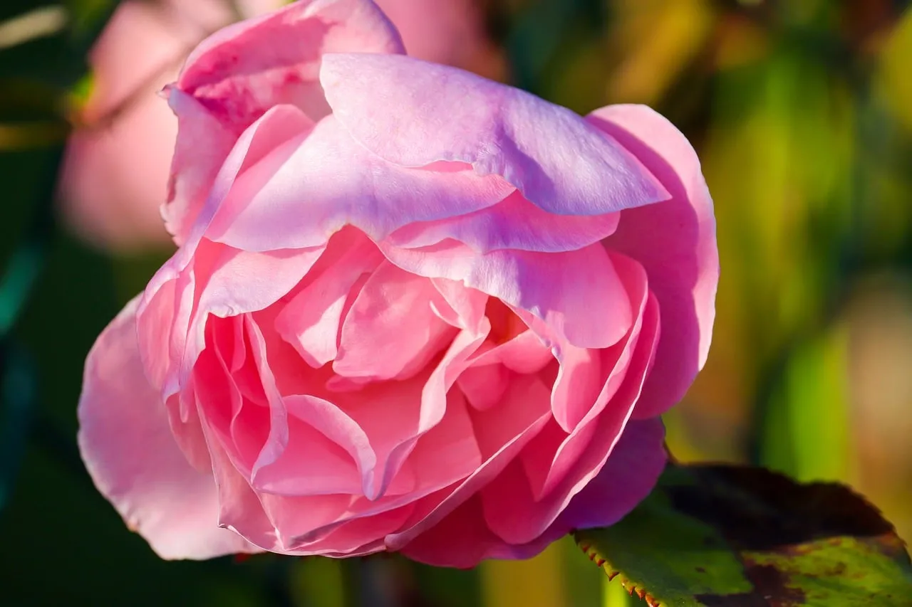 Vibrant Pink Rose in Full Bloom: Nature's Romantic Beauty