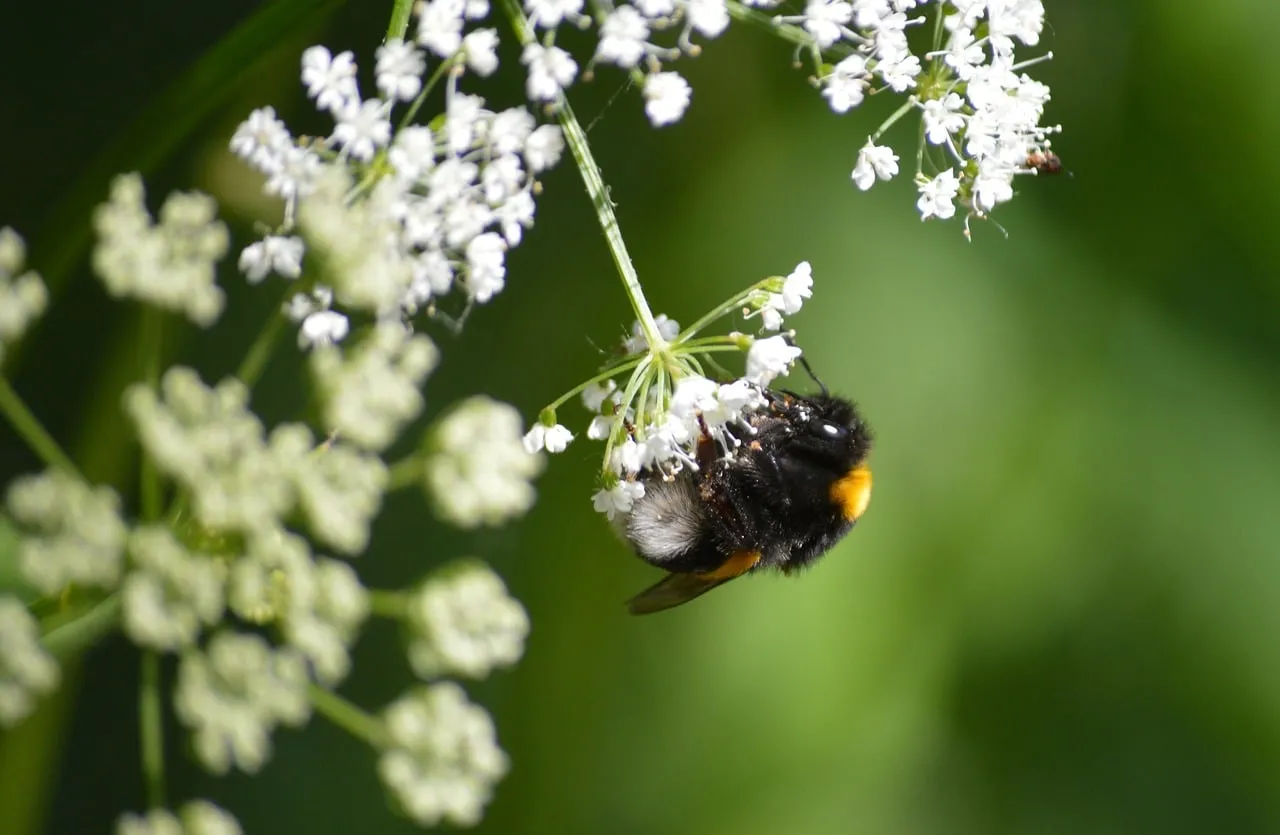 Vibrant Bumblebee Pollinating White Wildflowers in Summer