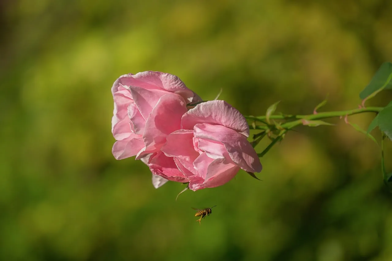 Vibrant Pink Rose with Wasp: A Summer Garden Symphony