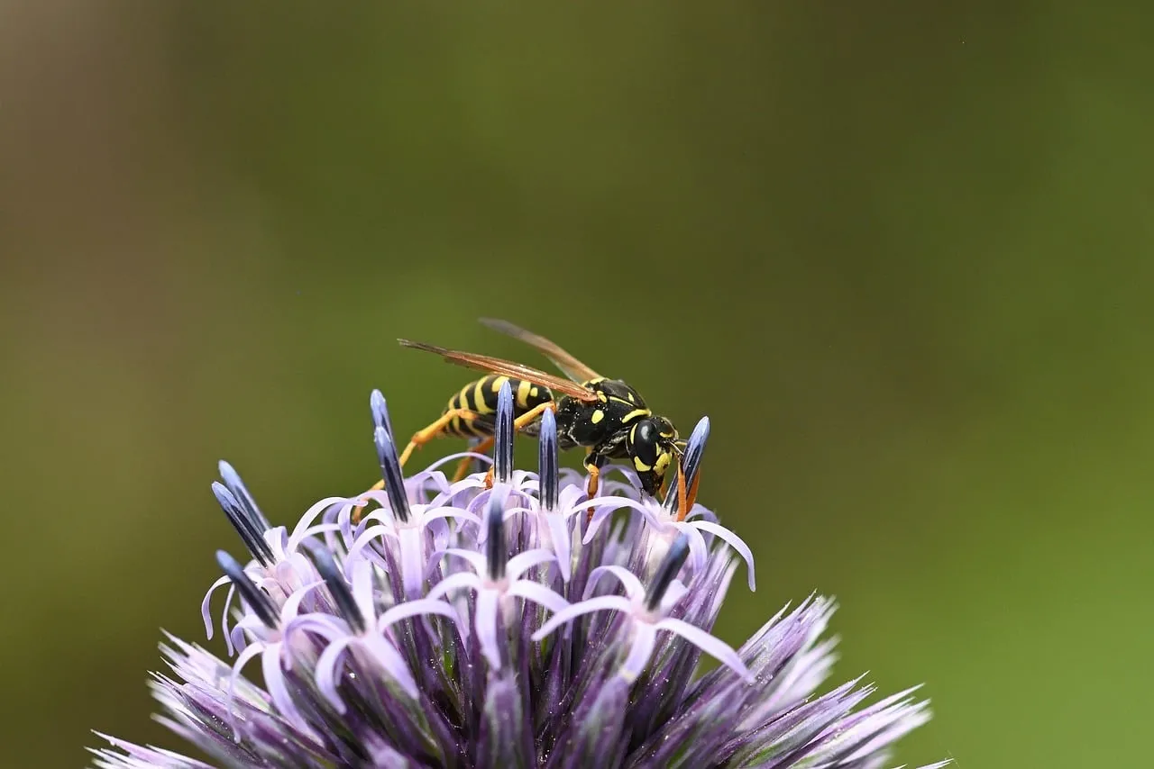 Vibrant Macro: Wasp Pollinating Globe Thistle