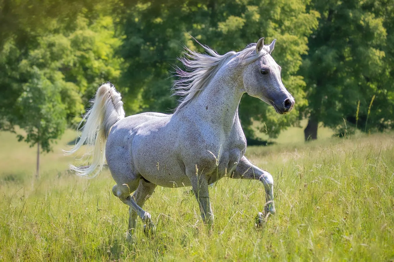 Majestic Arabian Mare Trotting Freely in Summer Meadow