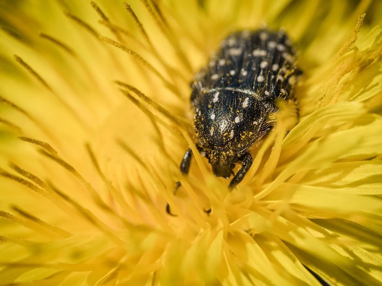 Vibrant Dandelion Macro: Beetle Covered in Pollen