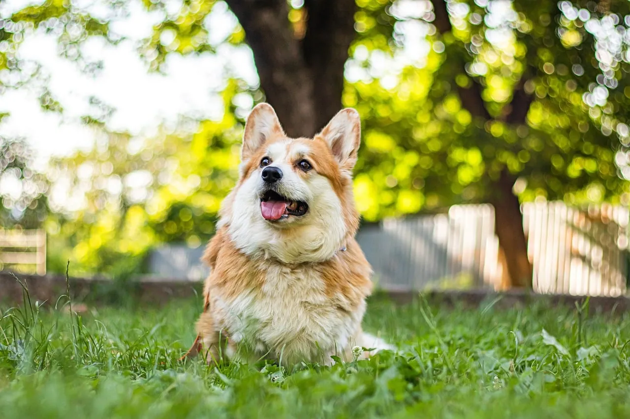 Joyful Corgi's Summer Bliss: A Fluffy Friend in Nature