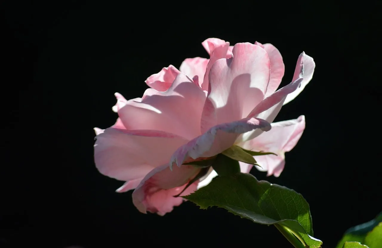 Stunning Pink Rose: Delicate Bloom Against Dark