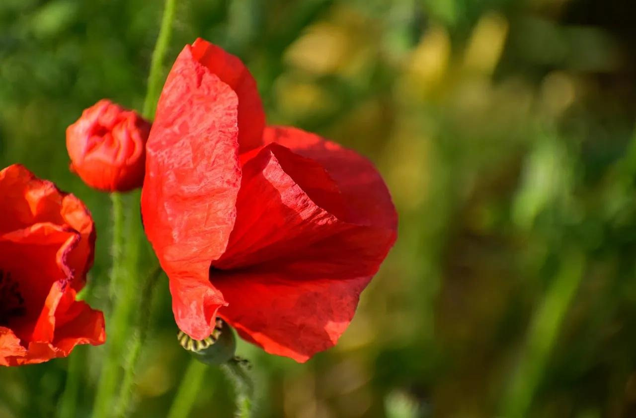 Vibrant Red Poppy: A Summer's Blooming Delight in Macro