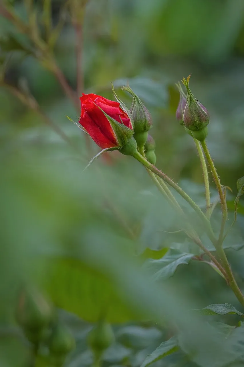 Vibrant Red Rose Bud: A Promise of Spring Bloom