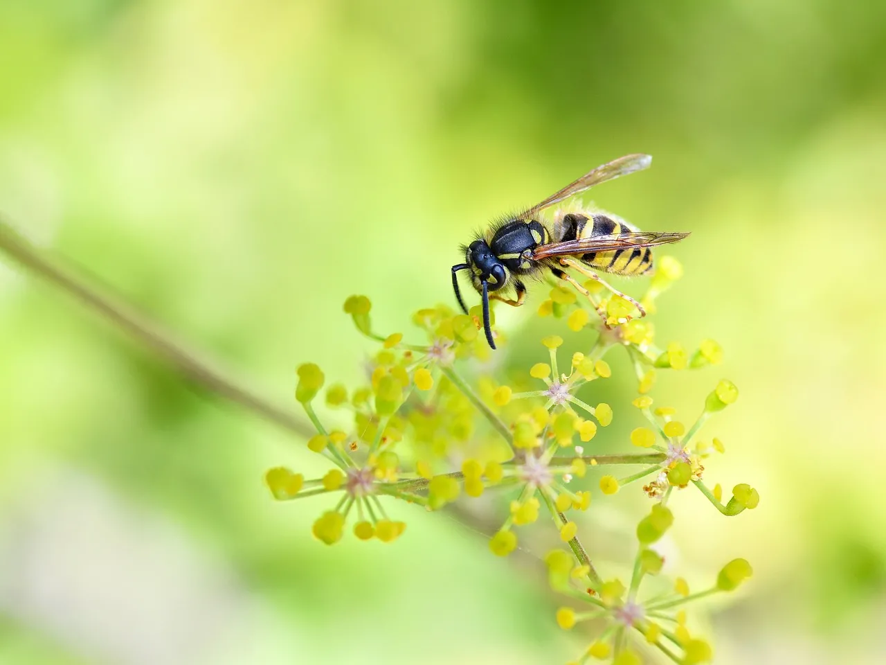 Vibrant Macro: Wasp Foraging on Yellow Blooms