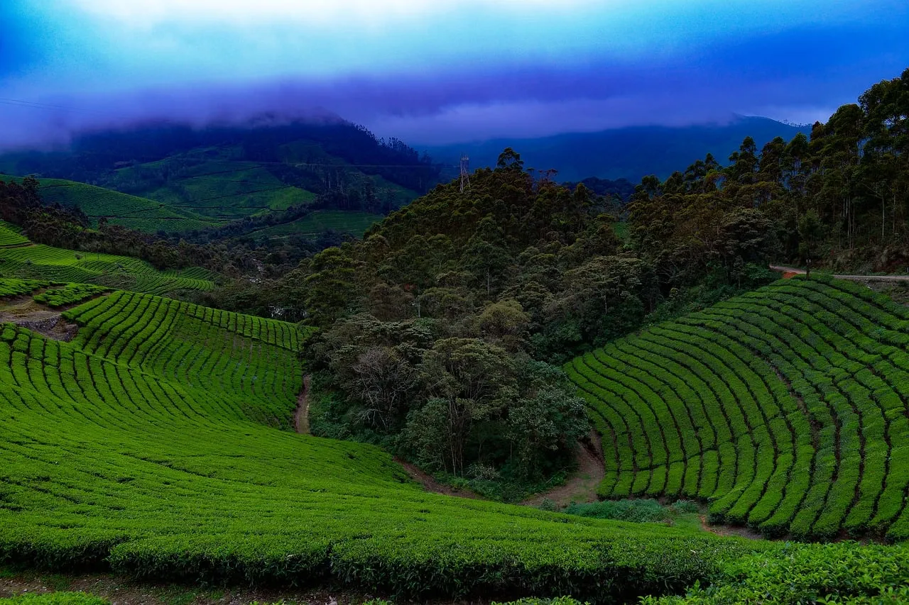 Verdant Tea Plantations Under Mystical Mountain Fog