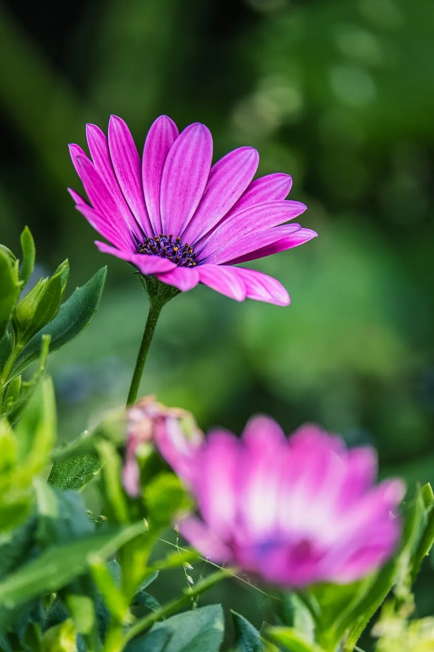 Vibrant Purple African Daisy in a Lush Spring Garden