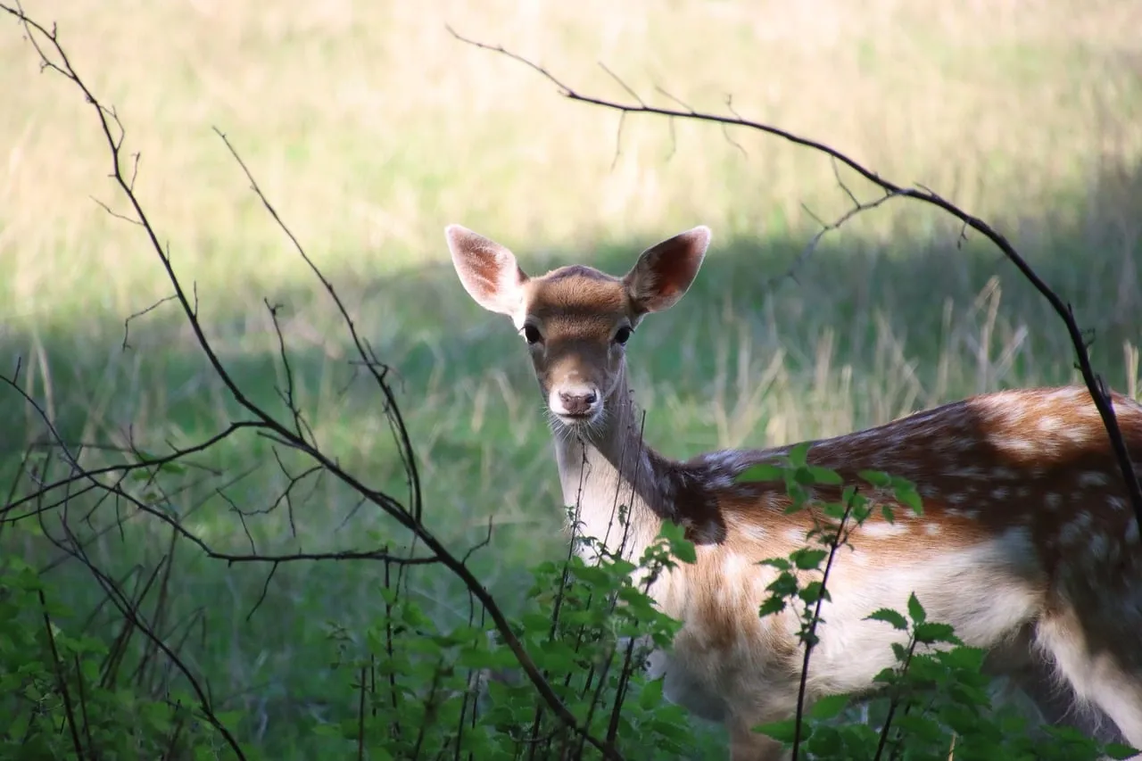 Enchanting Wildlife: Alert Roe Deer in Peaceful Meadow