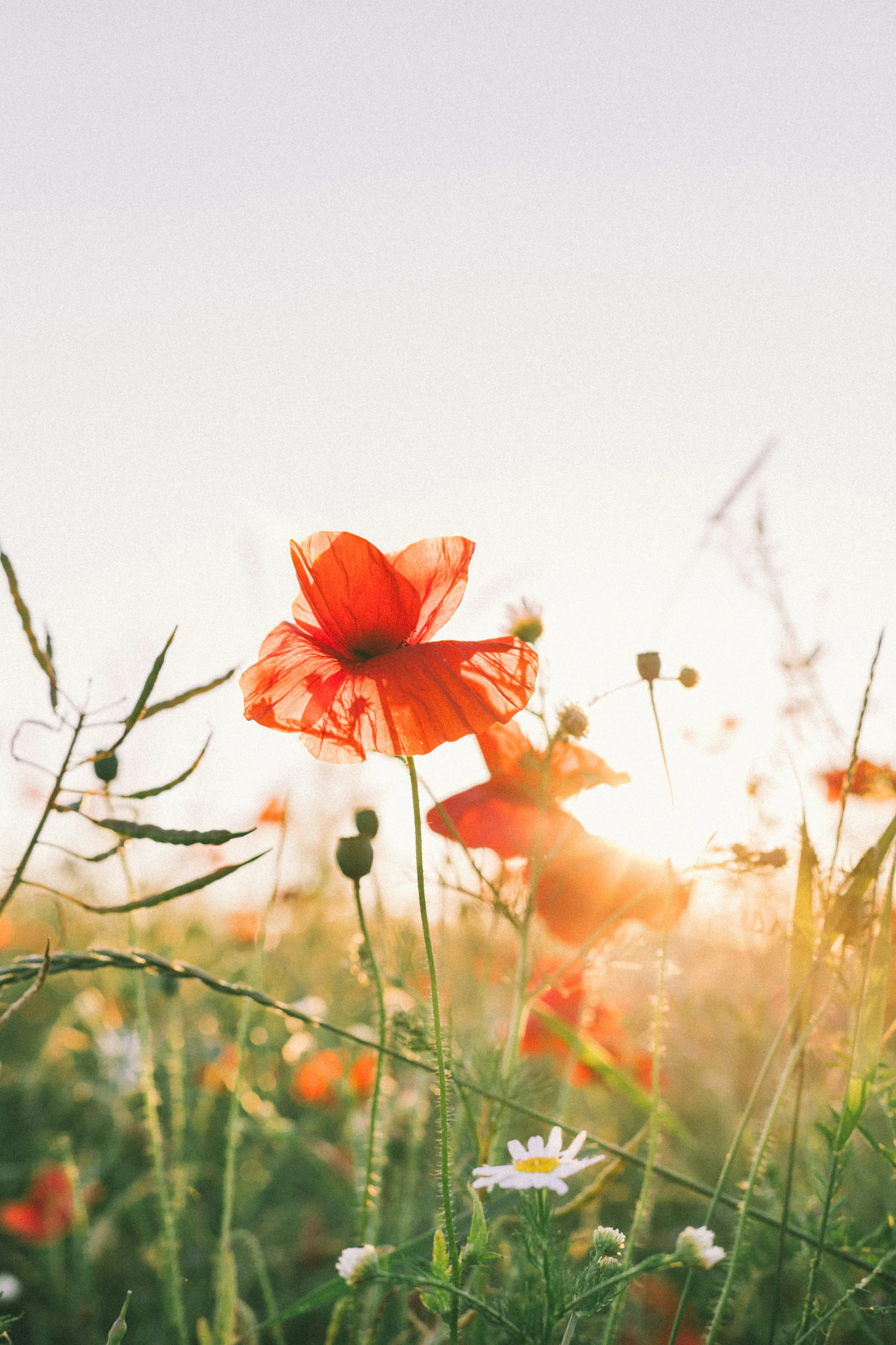 Vibrant Poppies in Golden Sunlight