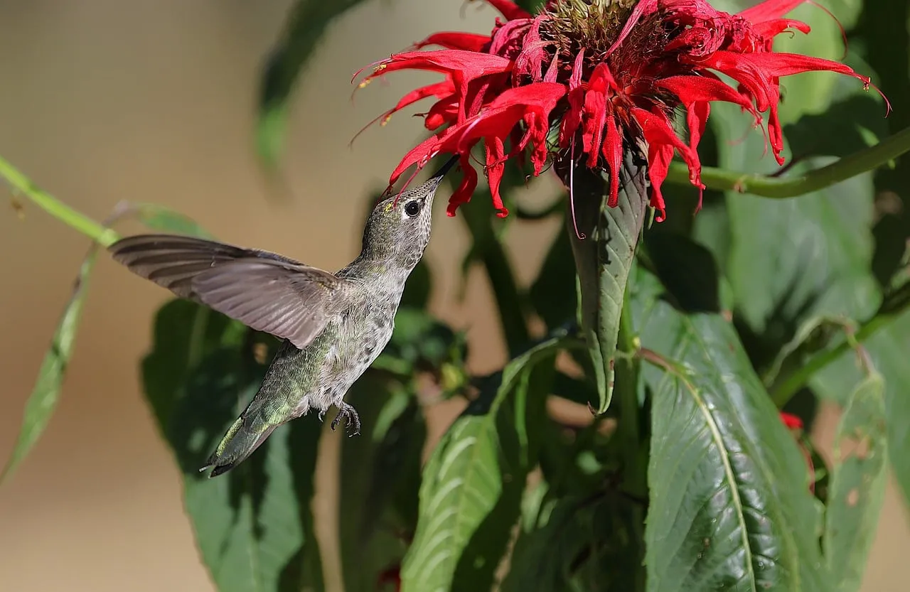 Anna's Hummingbird: A Delicate Dance with Crimson Blooms