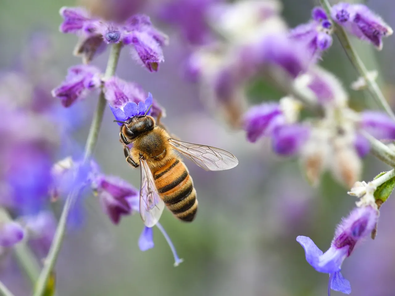 Vibrant Pollination: Bee on Violet Flower Macro Wallpaper