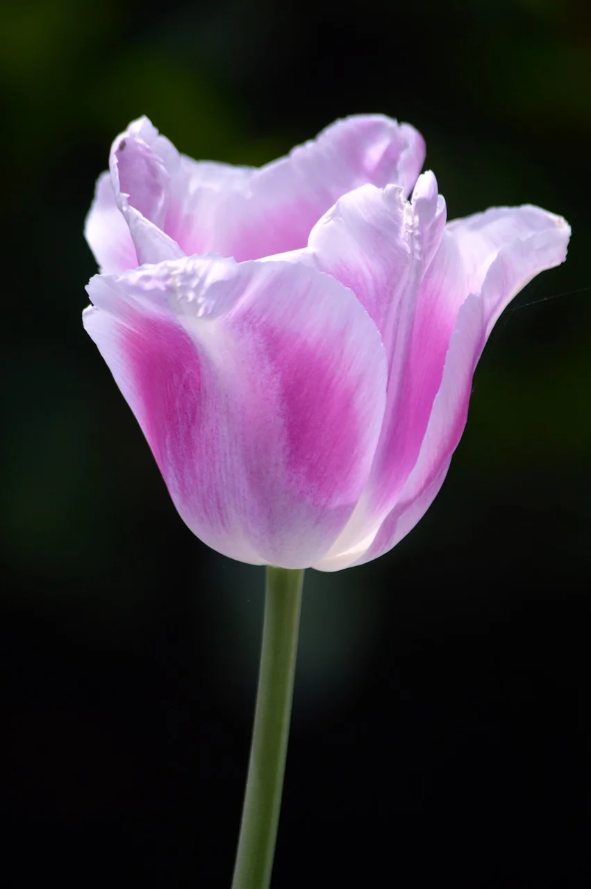 Vibrant Pink & White Tulip on Deep Black Background