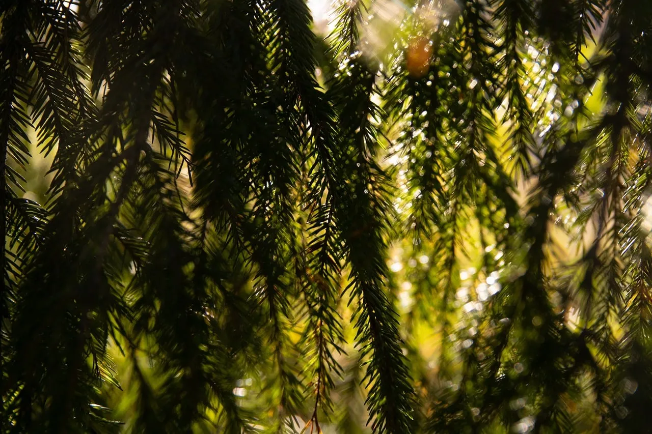 Enchanting Forest Glow: Sun-Kissed Pine Needles