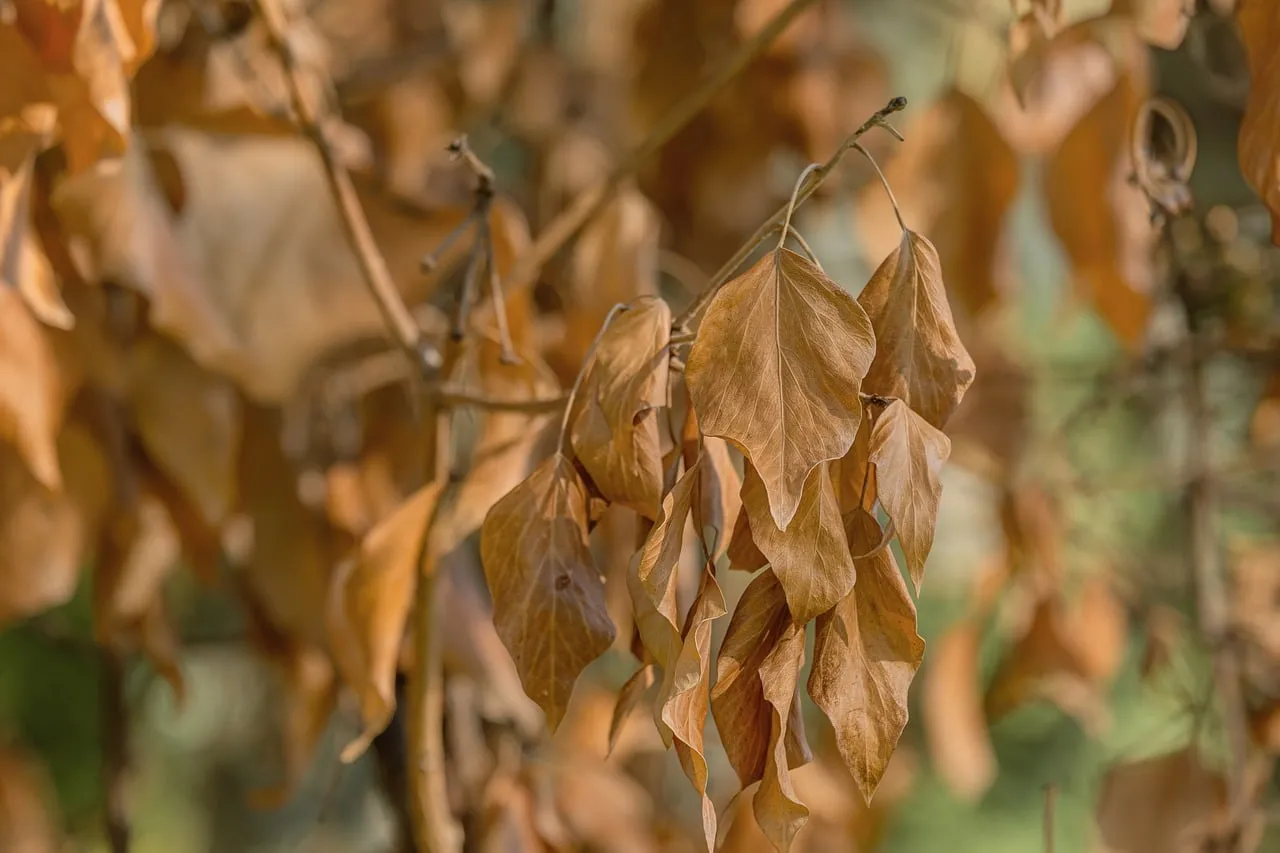 Vibrant Autumn Symphony: Golden Leaves Dancing in Warm Sunlight