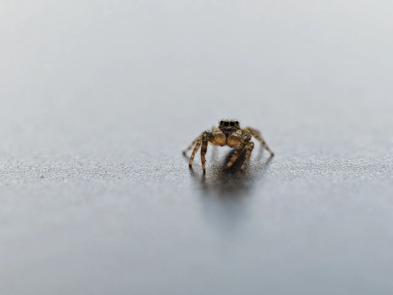 Intriguing Macro: A Jumping Spider's Gaze Up Close