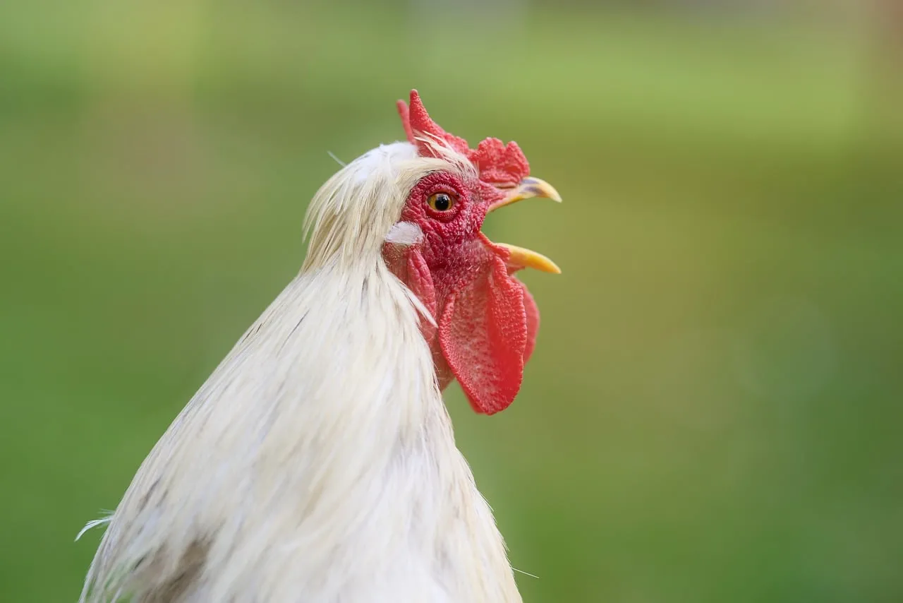 Vibrant Rural Rooster Crowing in Pure Nature