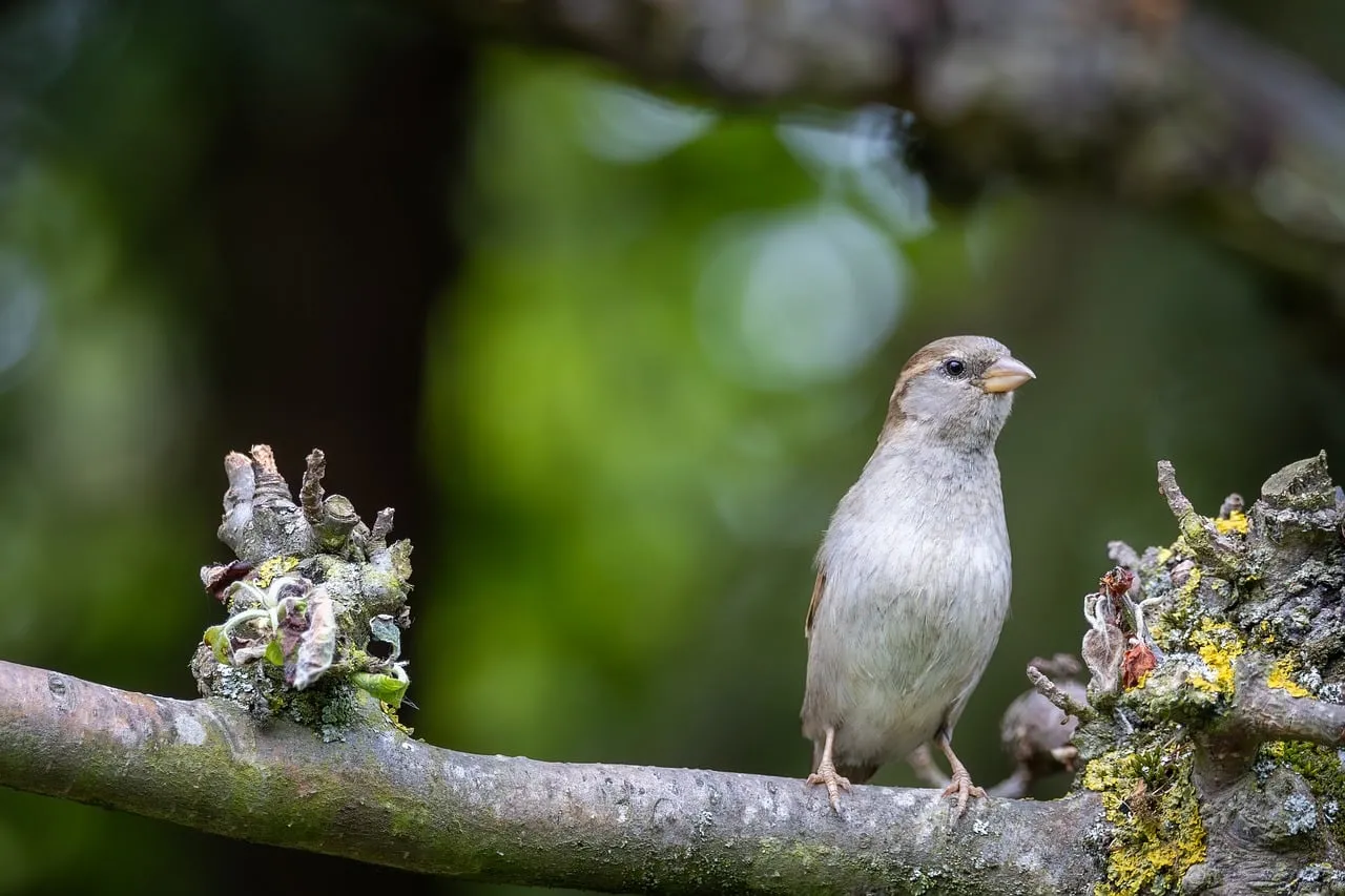 Charming Sparrow Perched on Branch in Verdant Forest