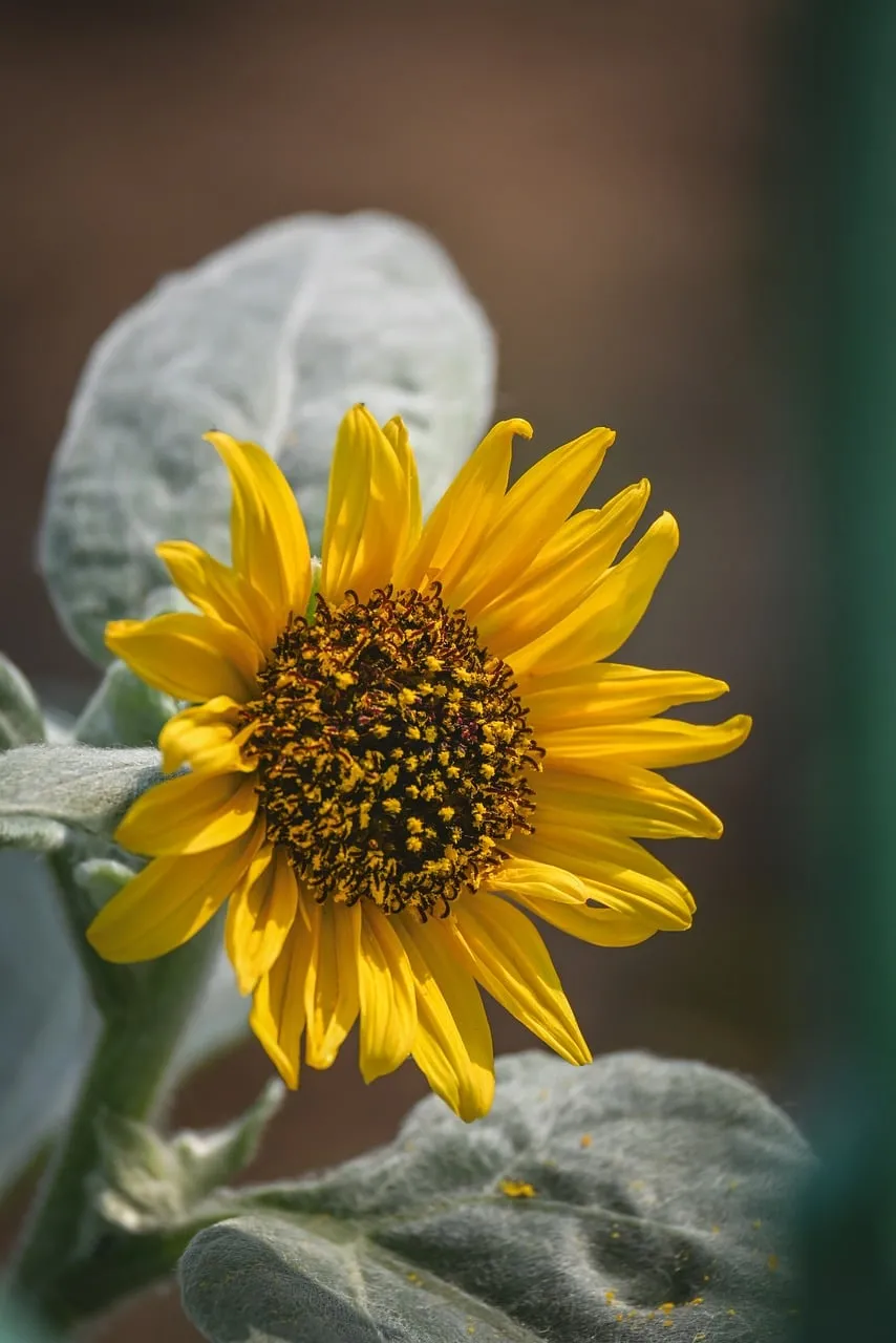 Vibrant Sunflower Macro: A Symphony of Summer Beauty