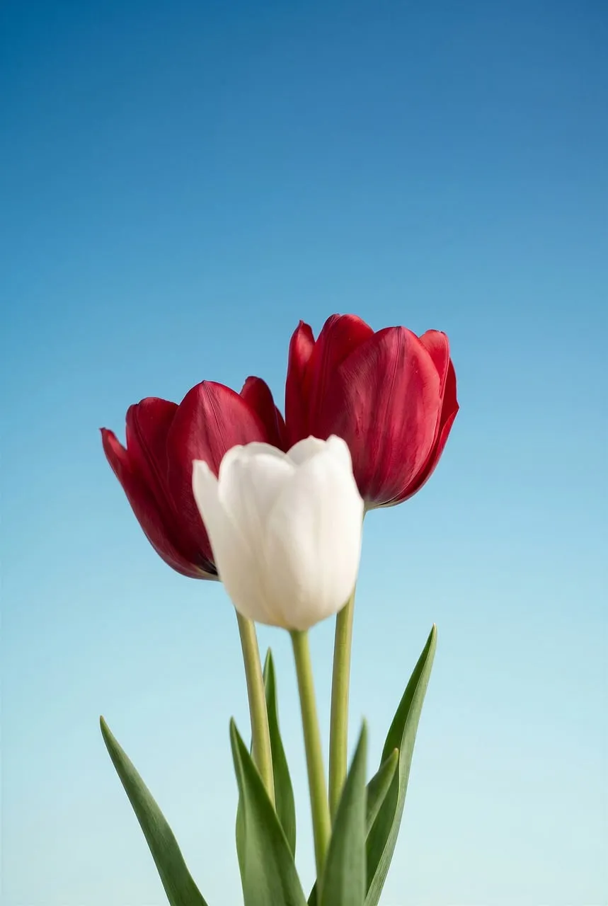 Vibrant Spring Tulips: Red and White Against Blue Sky