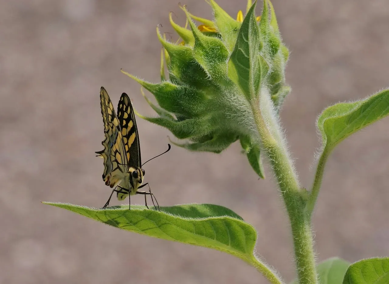 Vibrant Macro: Butterfly on Sunflower Bud in Golden Sunlight
