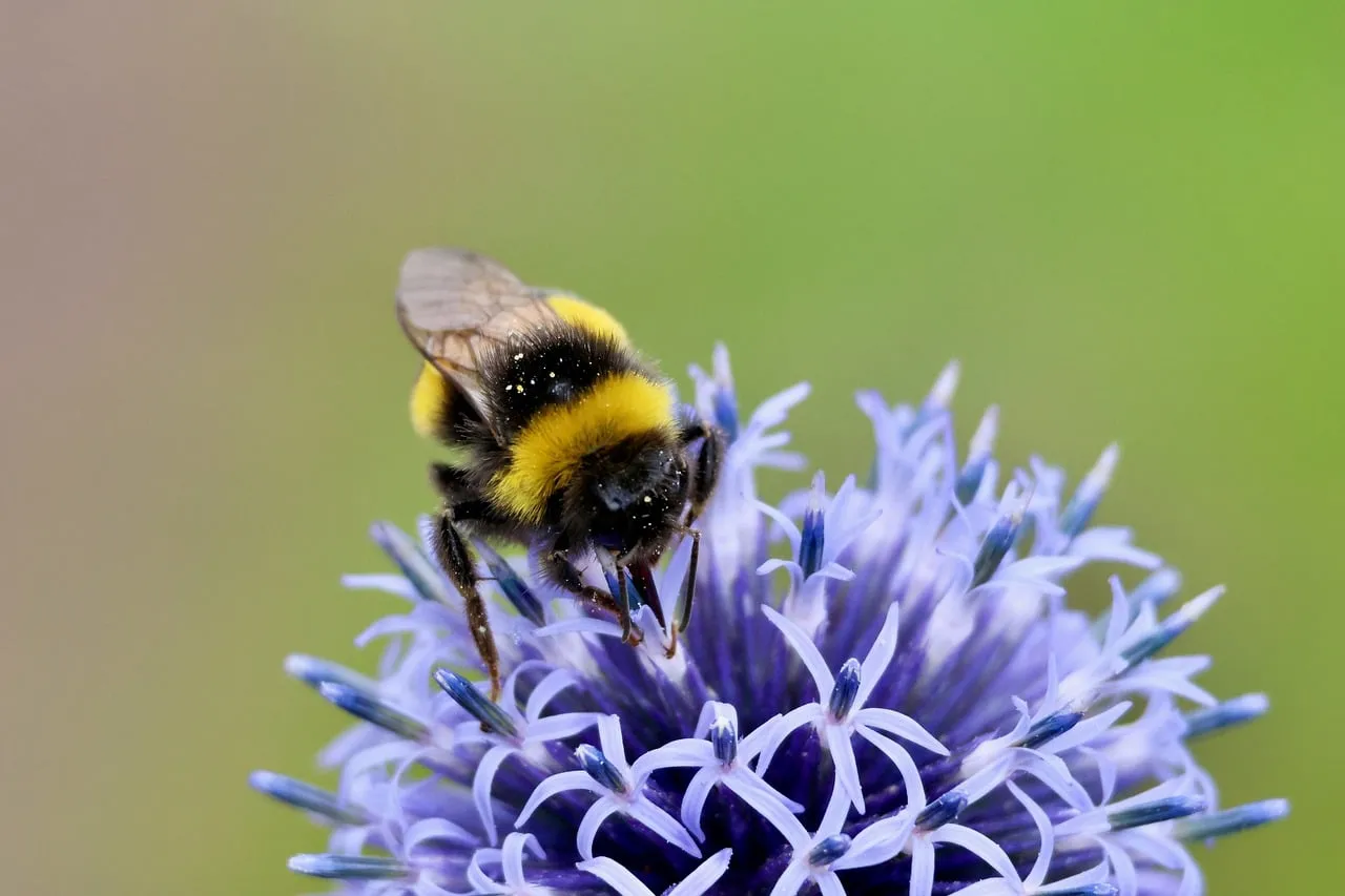 Vibrant Macro: Bumblebee on Globe Thistle Pollinating