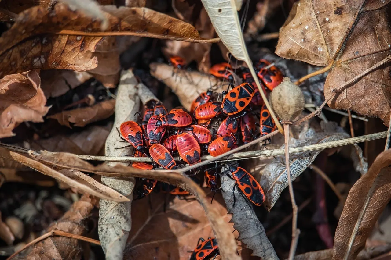 Vibrant Firebug Colony Amidst Autumn's Embrace
