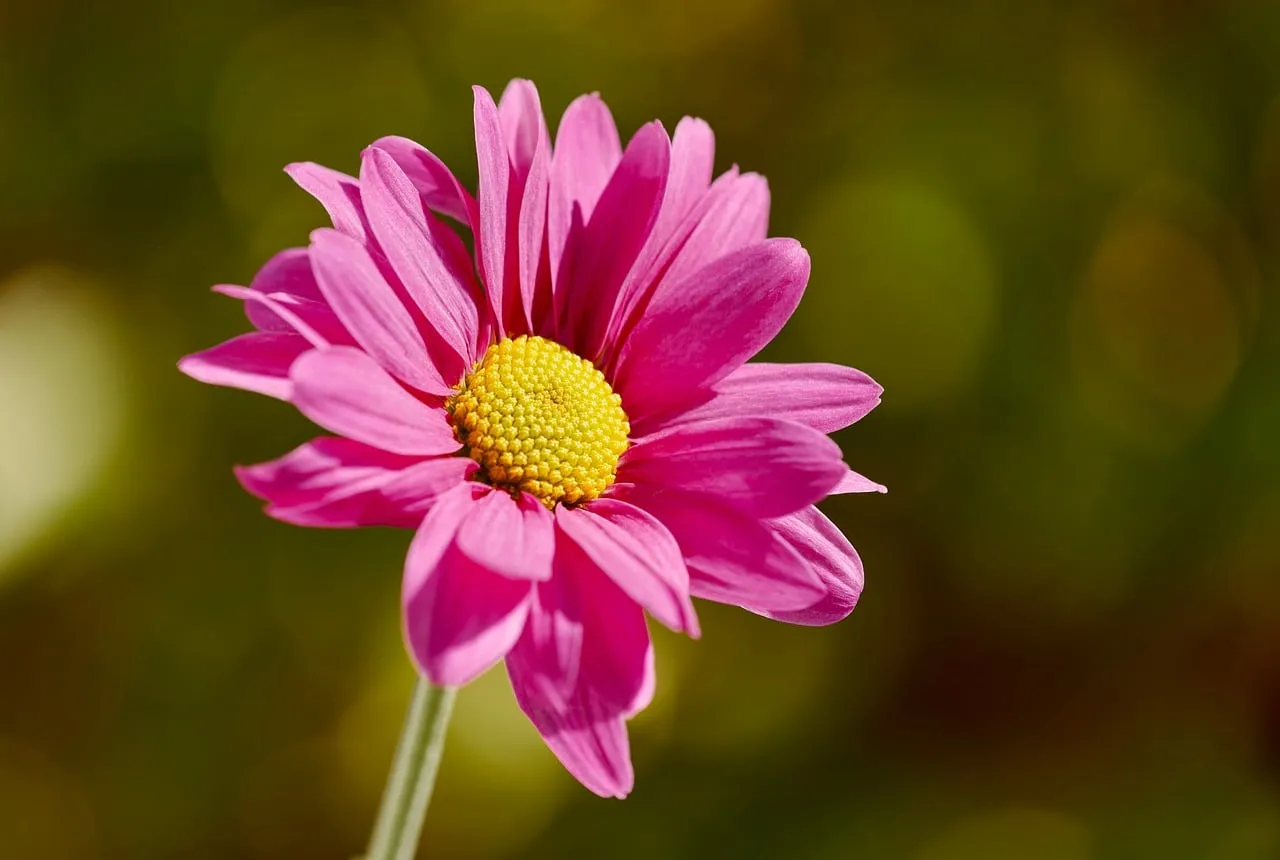 Vibrant Pink Daisy: Macro Beauty in Golden Bokeh