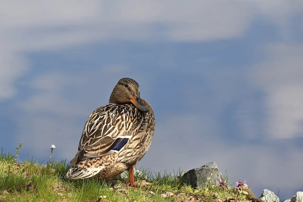 Serene Mallard: A Close-Up of Nature's Beauty