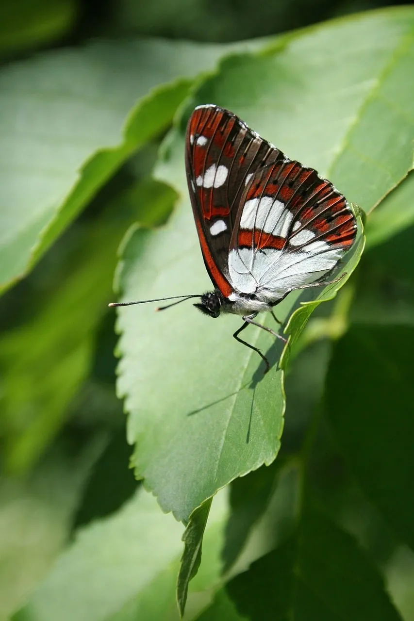 Vibrant Limenitis Reducta: Nature's Intricate Winged Jewel