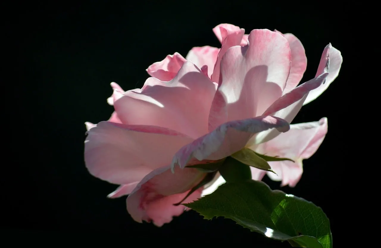 Dramatic Pink Rose: Backlit Elegance on Black