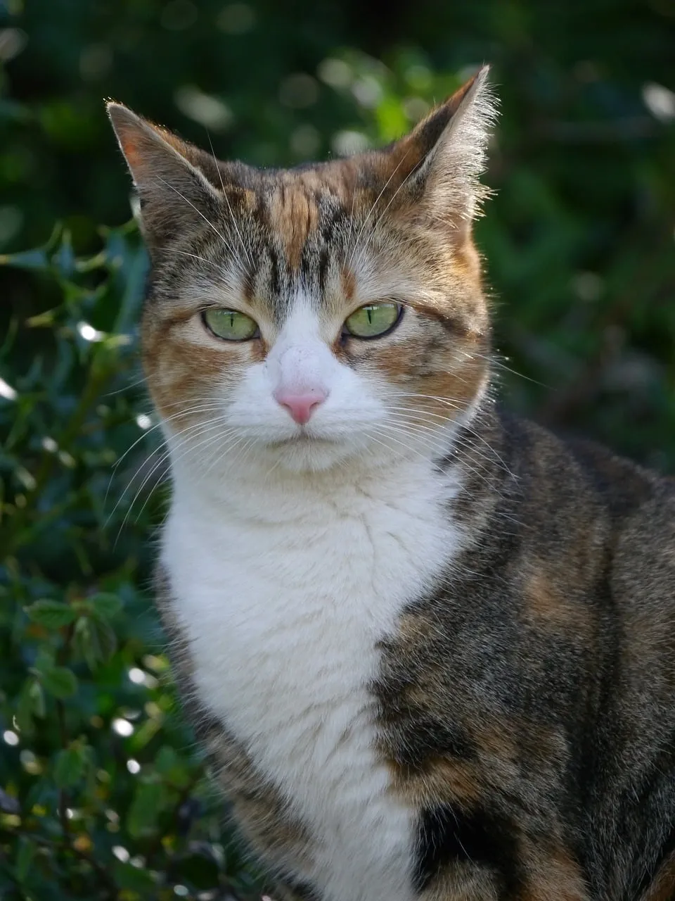 Enchanting Gaze: A Captivating Calico Cat Portrait