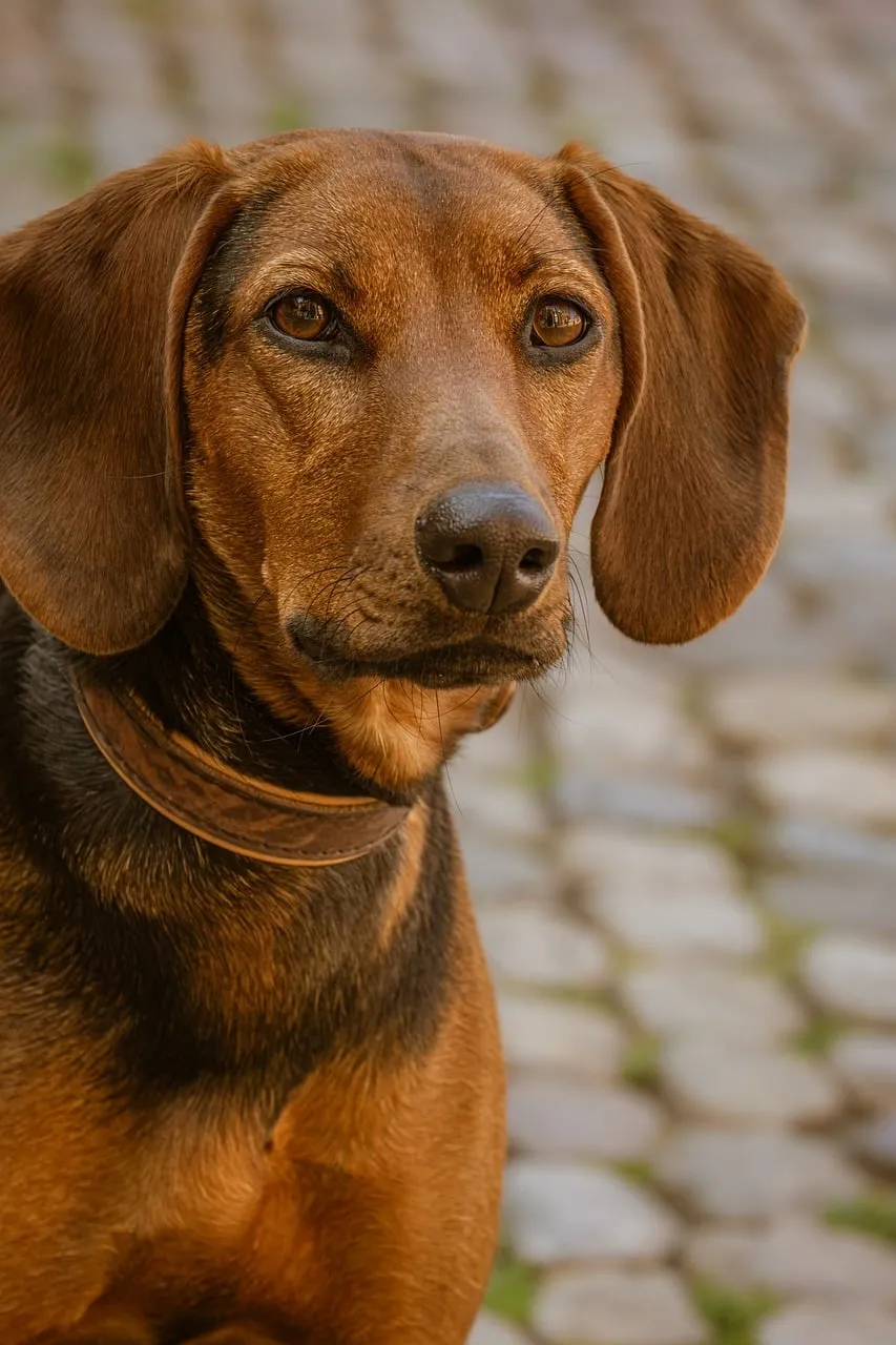 Charming Hound: A Loyal Gaze from a Weathered Setting