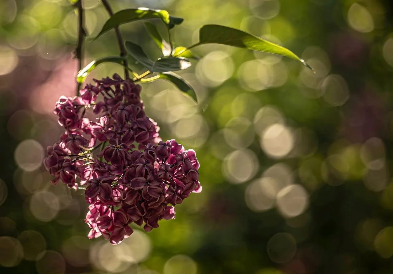 Enchanting Lilac Bloom: Soft Light & Bokeh Dream