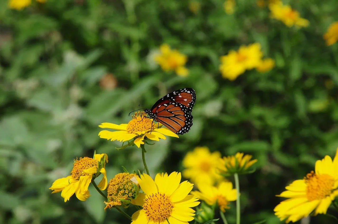 Vibrant Summer Beauty: Butterfly on Bright Yellow Blooms