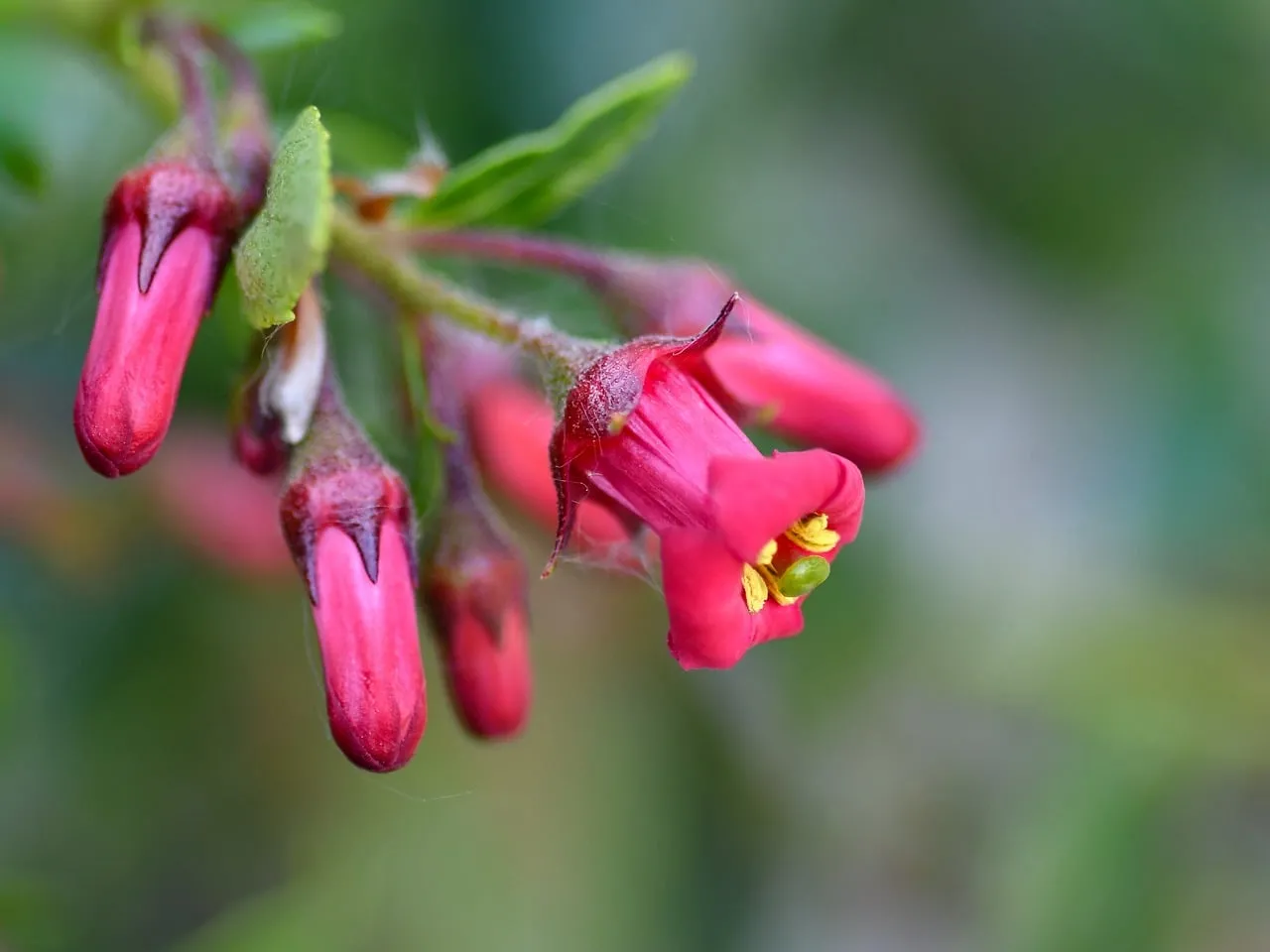 Vibrant Escallonia: Macro Beauty in a Spring Garden